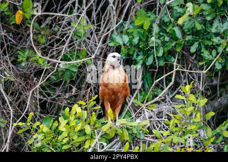 Primo piano di un falco nero arroccato su un ramo su sfondo verde, guardando a destra, Pantanal Wetlands, Mato Grosso, Brasile Foto Stock