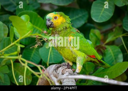 Colorful Blue-fronted Parrot perched on a branch against green leaves background, Pantanal Wetlands, Mato Grosso, Brazil Foto Stock