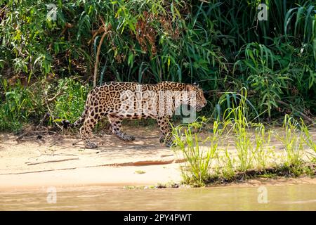 Jaguar (Panthera onca) camminando lungo il bordo del fiume alla luce del sole, vista laterale, Pantanal Wetlands, Mato Grosso, Brasile Foto Stock