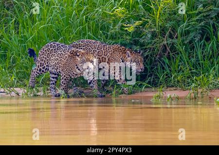 Primo piano di due fratelli Jaguar che camminano lungo il bordo del fiume su sfondo verde, uno rivolto verso la fotocamera, Pantanal Wetlands, Mato Grosso, Brasile Foto Stock
