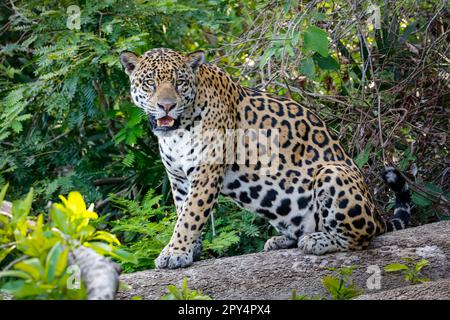 Impressionante Jaguar seduto su un tronco d'albero al bordo del fiume, di fronte alla fotocamera, Pantanal Wetlands, Mato Grosso, Brasile Foto Stock