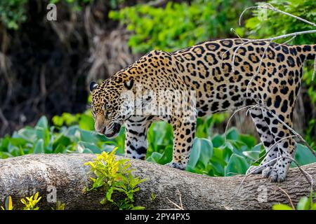 Jaguar in piedi su un tronco d'albero sullo sfondo naturale, guardando giù, Pantanal Wetlands, Mato Grosso, Brasile Foto Stock