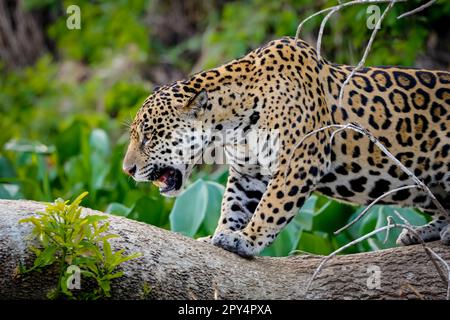 Primo piano di una magnifica Jaguar in piedi in un comportamento minaccioso su un tronco di albero, Pantanal Wetlands Foto Stock