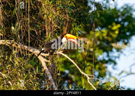 Toco toucan colorato (Ramphastos toco) o toucan gigante arroccato su un ramo di albero in Pantanal Wetlands Foto Stock