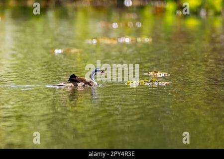 Sungrebe (Heliornis fulica) nuotare in acqua riflettente alla luce del sole, Pantanal Wetlands, Mato Grosso, Brasile Foto Stock