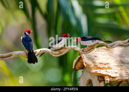 Tre Cardinali dalla fattura gialla appollaiati su un ramo contro il fondo verde bokeh, Pantanal Wetlands, Mato Grosso, Brasile Foto Stock