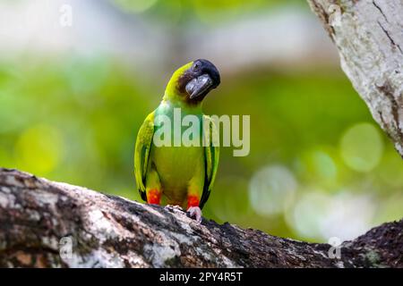 Primo piano di Nanday Parakeet arroccato su un ramo inclinazione testa a lato contro bokeh sfondo naturale, Pantanal Wetlands, Mato Grosso, Brasile Foto Stock