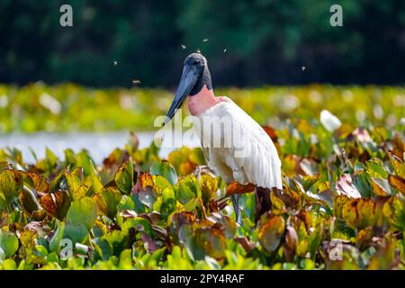 Primo piano di una cicogna Jabiru con cavallo vola intorno alla sua testa, in piedi in una laguna con giacinti d'acqua, Pantanal Wetlands, Mato Grosso, Brasile Foto Stock