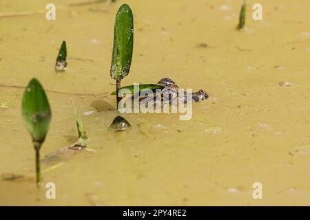 Testa di un piccolo caimano Yacare sulla superficie di un fiume fangoso con alcune piante verdi, Pantanal Wetlands, Mato Grosso, Brasile Foto Stock