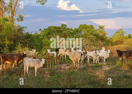Bestiame Pantanal tipico in piedi in un campo verde, alberi sullo sfondo, fotocamera di fronte, Pantanal Wetlands, Mato Grosso, Brasile Foto Stock