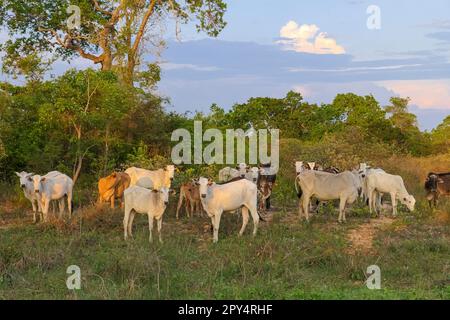 Bestiame Pantanal tipico in piedi in un campo verde, alberi sullo sfondo, fotocamera di fronte, Pantanal Wetlands, Mato Grosso, Brasile Foto Stock