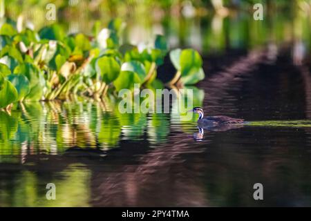 Sungrebe nuota sull'acqua riflettente verso i giacinti dell'acqua, le paludi Pantanal, Mato Grosso, Brasile Foto Stock