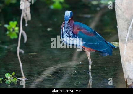 Primo piano di un meraviglioso airone di Agami che si allea in acque poco profonde, Pantanal Wetlands Foto Stock