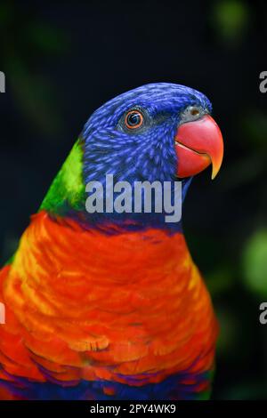 Rainbow lorikeet Foto Stock