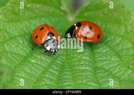 Primo piano colorato naturale su 2 ladybirds rossi brillanti a sette macchie, Coccinella settempunctata, seduti su una foglia verde Foto Stock