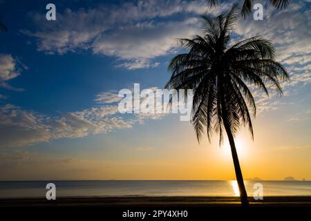 Silate l'albero di cocco sulla spiaggia prima del tramonto sfondo Foto Stock