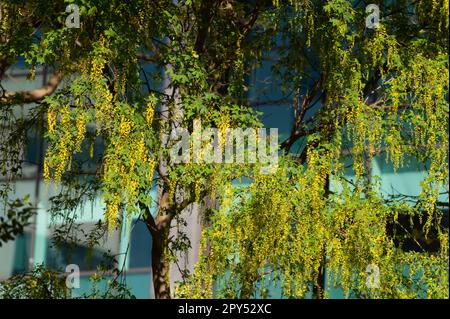 Il maggiociondolo albero in fiore Foto Stock
