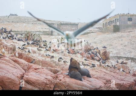 Leoni marini sulle isole Ballestas nel Pacifico. Perù Foto Stock