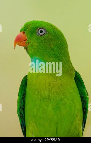 pappagallo vernal, maschio Foto Stock