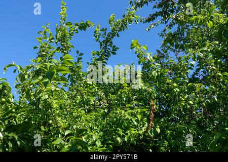 una grande quantità di prugne verdi tra le foglie del prugna Foto Stock