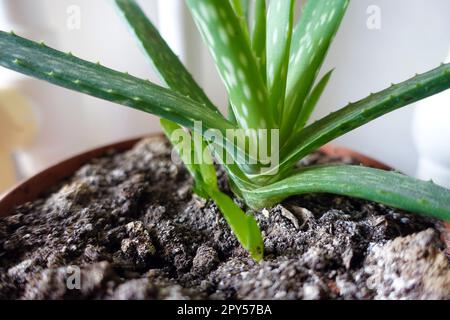 pianta di aloe vera in vaso vegetale, fiore di aloe vera, pianta di aloe vera a casa Foto Stock