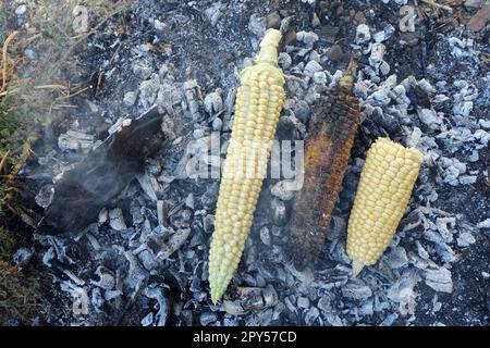 cuocere il mais sulle braci, il mais fresco naturale cotto nel legno, il mais arrosto Foto Stock