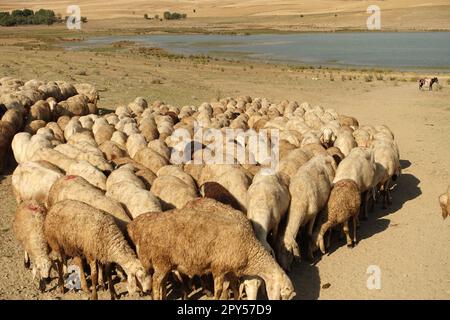 il gregge di pecore, sopraffatto dal calore, si avvicinava l'uno all'altro, gregge di pecore prese per bere acqua Foto Stock
