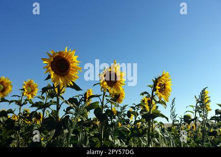 migliaia di girasoli nel campo dei girasoli e nel cielo blu, vista del campo dei girasoli al mattino presto Foto Stock