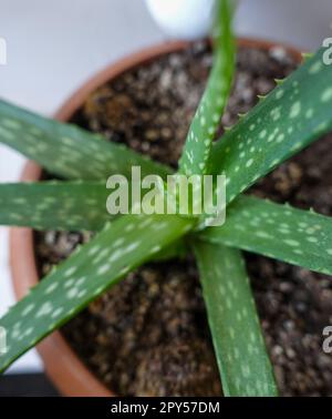 piccola piantina di aloe vera in vaso per piante, fiore di aloe vera ravvicinato Foto Stock