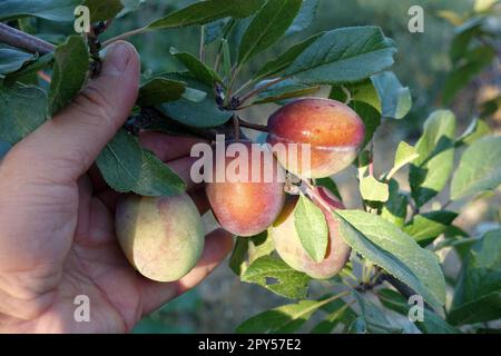 grandi prugne naturali rosse che iniziano a maturare sull'albero Foto Stock