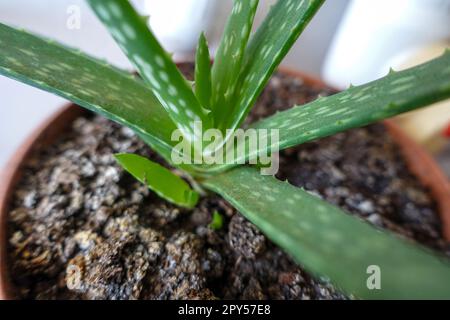 piccola piantina di aloe vera in vaso per piante, fiore di aloe vera ravvicinato Foto Stock