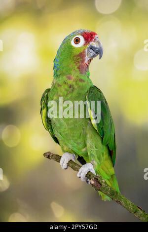 l’amazzonia di Salvin, con una colorazione extra nella testa da parte del maschio. Foto Stock