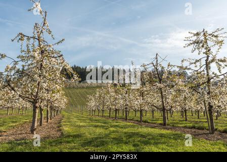 Ciliegi in fiore in frutteto, Kressbronn am Bodensee, Baden-Wuerttemberg, Germania Foto Stock