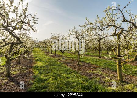 Alberi da frutto in fiore nel frutteto vicino a Kressbronn am Bodensee, Baden-Wuerttemberg, Germania Foto Stock