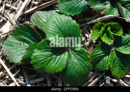 giovane cespuglio di fragole in un giardino in primavera Foto Stock