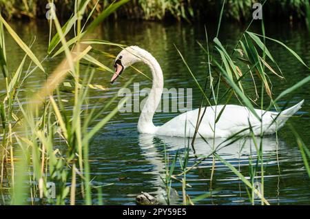 Cigno bianco sul fiume nelle canne Foto Stock