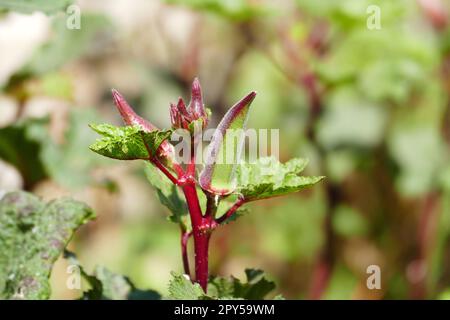 Il frutto della pianta di okra nel campo, l'henné okra, la pianta di henné okra originaria della Turchia Foto Stock