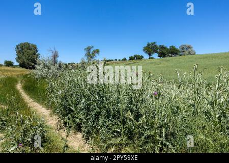 Silybum marianum pianta che cresce lungo la strada, Silybum marianum che è una delle erbe medicinali, thistle Herb Foto Stock