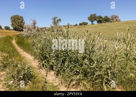 Silybum marianum pianta che cresce lungo la strada, Silybum marianum che è una delle erbe medicinali, thistle Herb Foto Stock