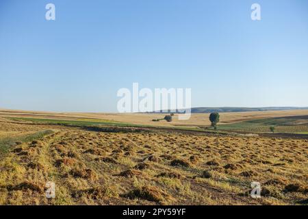 pianta di lenticchie tagliata in campo, cumuli di lenticchie, pronta per essere raccolta, essiccata in campo, fasci di lenticchie Foto Stock