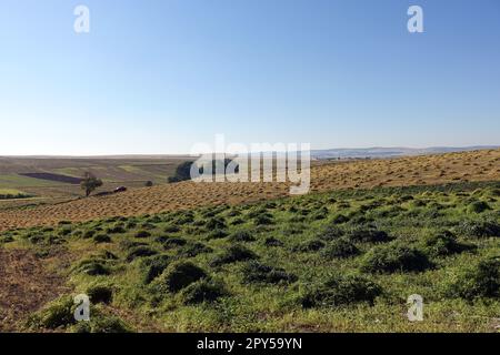 pianta di lenticchie tagliata in campo, cumuli di lenticchie, pronta per essere raccolta, essiccata in campo, fasci di lenticchie Foto Stock