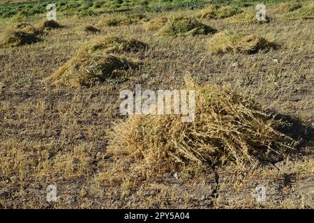 pianta di lenticchie tagliata in campo, cumuli di lenticchie, pronta per essere raccolta, essiccata in campo, fasci di lenticchie Foto Stock
