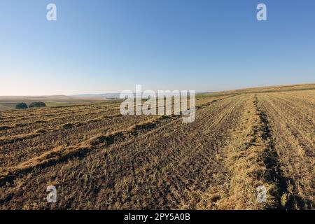 pianta di lenticchie tagliata in campo, cumuli di lenticchie, pronta per essere raccolta, essiccata in campo, fasci di lenticchie Foto Stock
