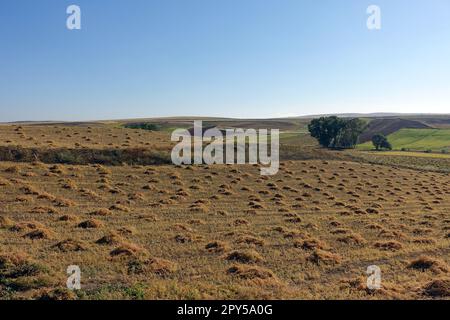 pianta di lenticchie tagliata in campo, cumuli di lenticchie, pronta per essere raccolta, essiccata in campo, fasci di lenticchie Foto Stock