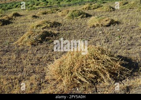 pianta di lenticchie tagliata in campo, cumuli di lenticchie, pronta per essere raccolta, essiccata in campo, fasci di lenticchie Foto Stock