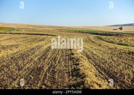 pianta di lenticchie tagliata in campo, cumuli di lenticchie, pronta per essere raccolta, essiccata in campo, fasci di lenticchie Foto Stock