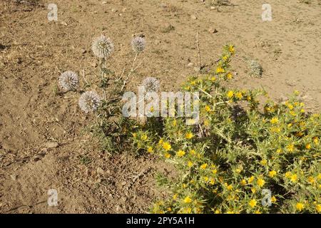 Spina dorata, spina gialla, Scolymus maculatus L. Compositae Close-up Foto Stock