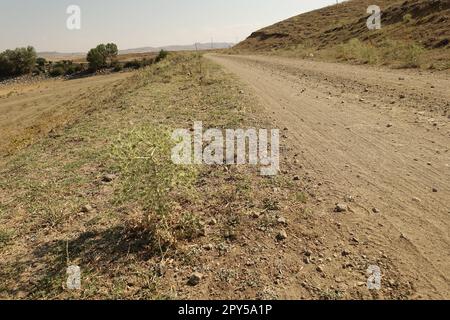 Eryngium campestre Plant, roadside Eryngium campestre thistle, medicinale Eryngium campestre thistle Plant Foto Stock