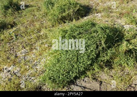 pianta di lenticchie tagliata in campo, cumuli di lenticchie, pronta per essere raccolta, essiccata in campo, fasci di lenticchie Foto Stock