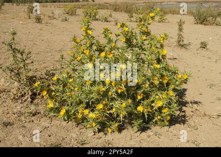 Spina dorata, spina gialla, Scolymus maculatus L. Compositae Close-up Foto Stock